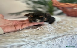 Yorkshire Terrier perros en venta: YORKSHIRE BIEWER HEMBRA - Anuncio 6