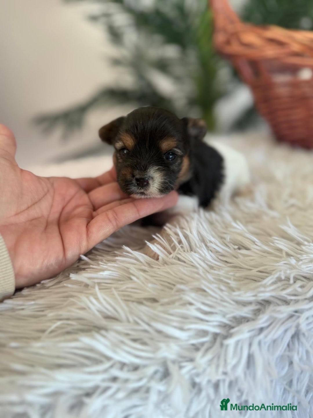 Yorkshire Terrier perros en venta: YORKSHIRE BIEWER HEMBRA - Anuncio 6