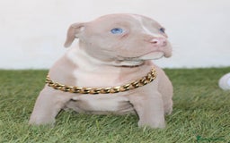 American Pit Bull Terrier perros en venta: American pitbull terrier criados en casa - Imagen 5