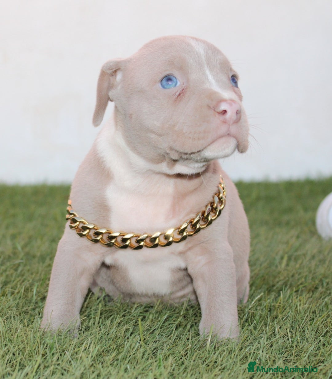 American Pit Bull Terrier perros en venta: American pitbull terrier criados en casa - Imagen 5