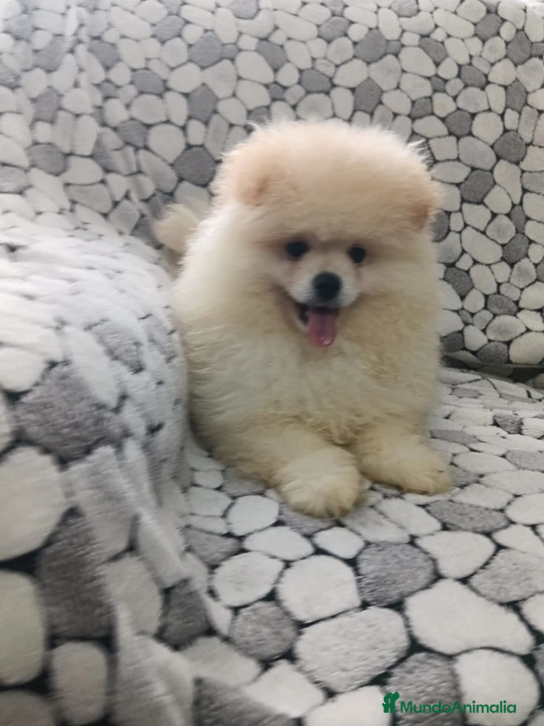 Pomerania perros en venta: Lulu Pomerania cara de oso  - Anuncio 4