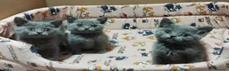 Británico de Pelo Corto Azul gatos en venta: British Shorthair azules - Anuncio 8