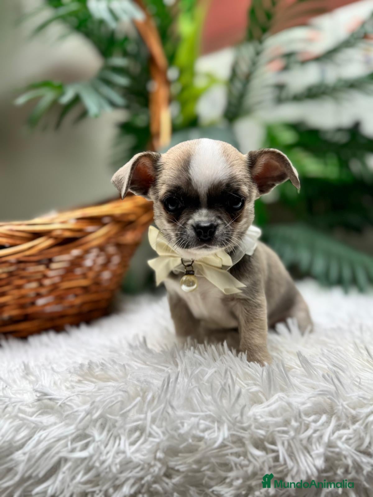 Chihuahua perros CHIHUAHUA  - Anuncio 2