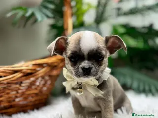 Chihuahua perros CHIHUAHUA - Anuncio 2