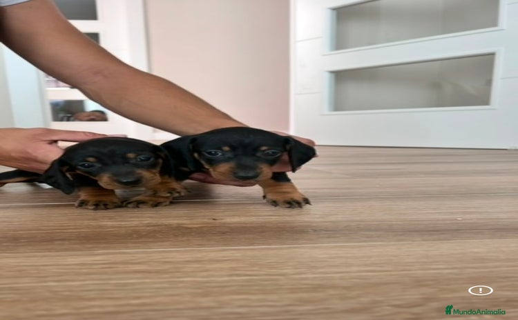 Teckel Miniatura perros - Propaganda 1