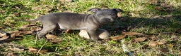 Staffordshire Bull Terrier perros en venta: Staffordshire Bull Terrier - Anuncio 3