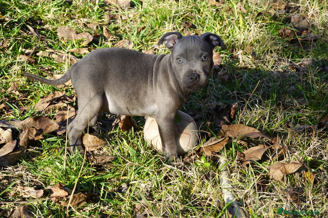 Staffordshire Bull Terrier perros en venta: Staffordshire Bull Terrier - Anuncio 3
