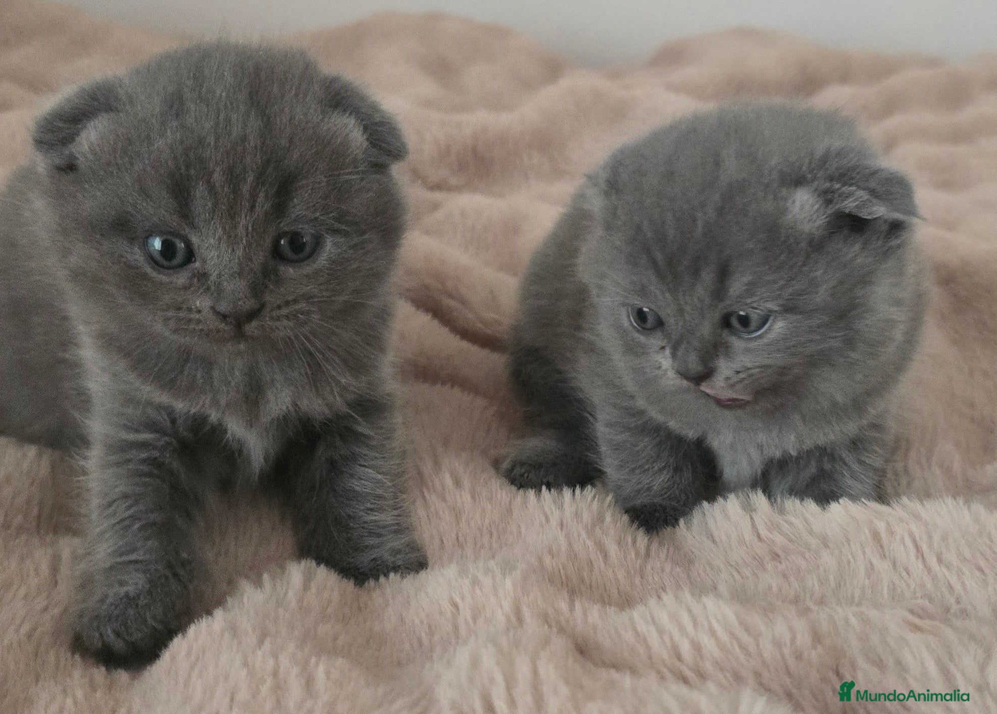 Scottish Fold gatos Gatcot.com - Anuncio 23