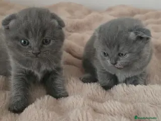 Scottish Fold gatos Gatcot.com - Anuncio 23