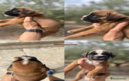 Boxer perros en venta: Boxer - Imagen 2