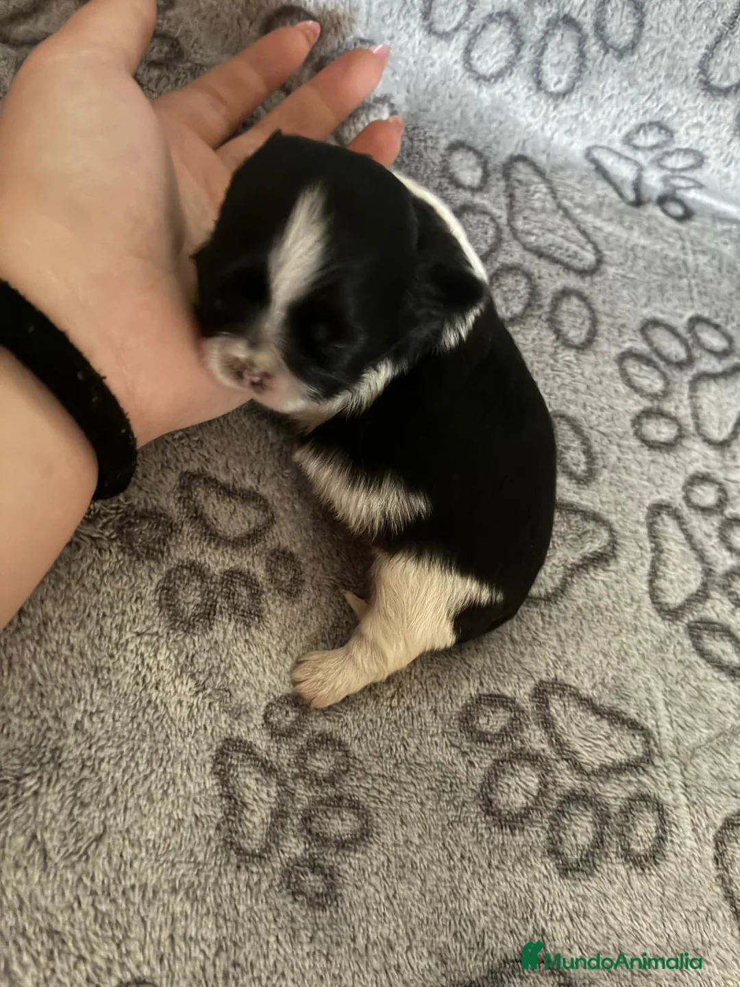 Shih Tzu perros en venta: Shihtzu disponibles  - Anuncio 9