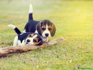 Beagle perros BEAGLE ALMERIA en Ciudad Real - Anuncio 11