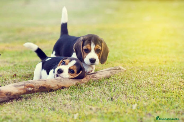 Beagle perros en Ciudad Real - Anuncio 3