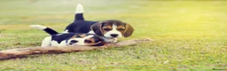 Beagle perros en venta: BEAGLE ALMERIA  en Ciudad Real - Anuncio 1