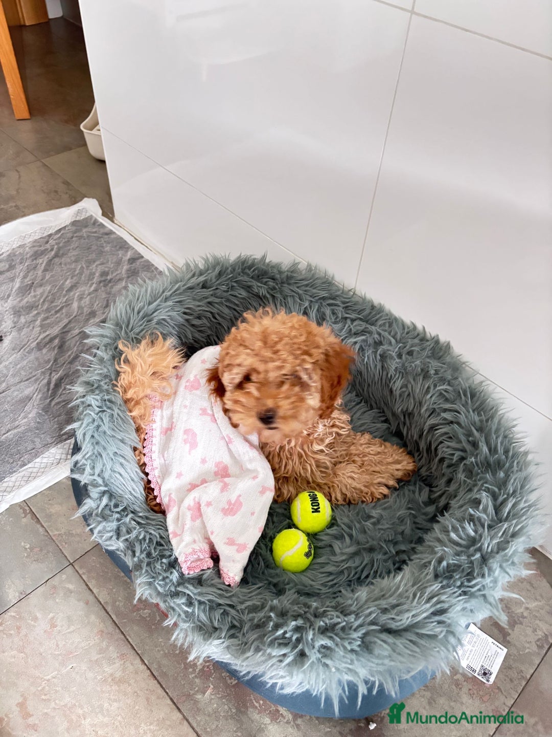 Caniche Toy perros en venta: Caniche toy  - Anuncio 1