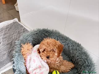 Caniche Toy perros Caniche toy - Anuncio 1