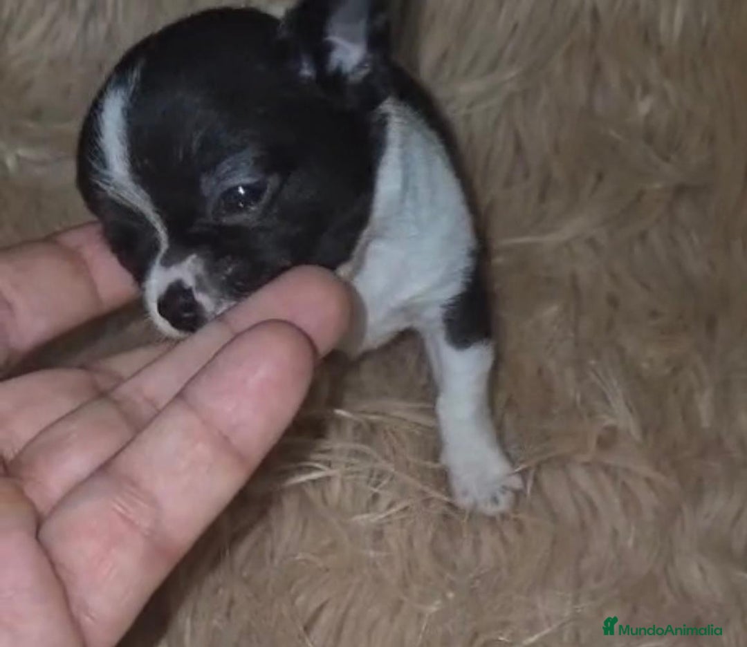 Chihuahua perros en venta: Chihuahuas rusos mini toy  - Imagen 15
