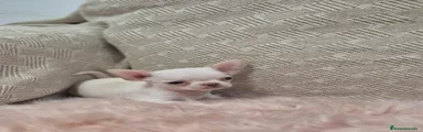 Chihuahua 2