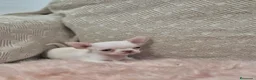 Chihuahua perros en venta: Chihuahuas - Anuncio 4