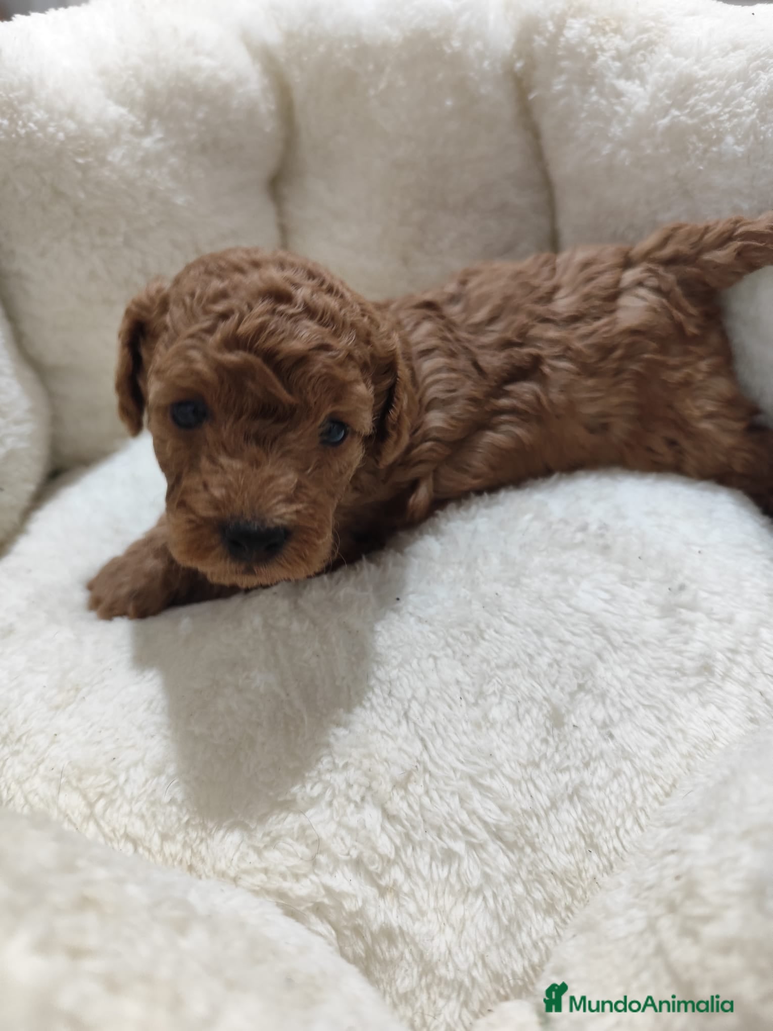 Caniche Toy perros en venta: Caniche Toy - Anuncio 15