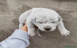 Mastín Español perros en venta: MASTÍN ESPAÑOL - Imagen 4