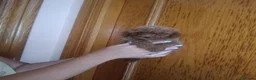 Caniche Toy perros en venta: CANICHE TOY MACHO OPORTUNIDAD  - Anuncio 4
