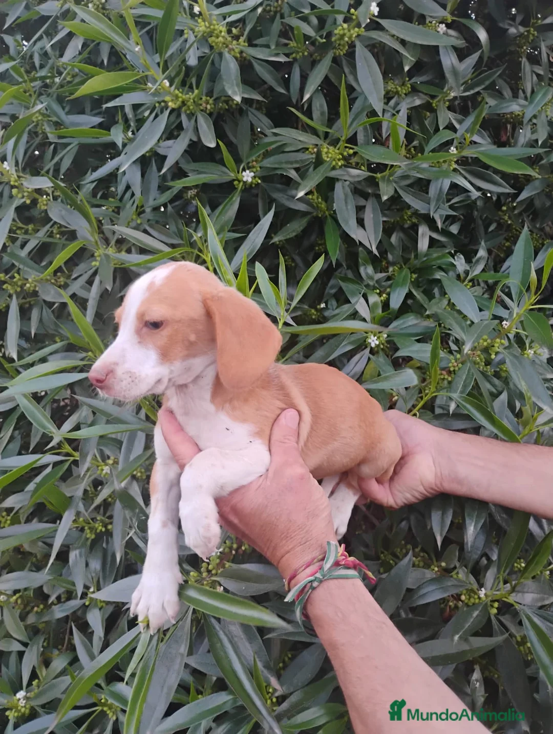 Raza Mixta perros en venta: Cruces de Tekel espectaculares Minis - Anuncio 8