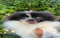 Pomerania perros en venta: Pomerania toy  - Imagen 2