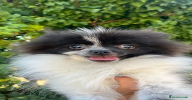 Pomerania perros - Anuncio 7
