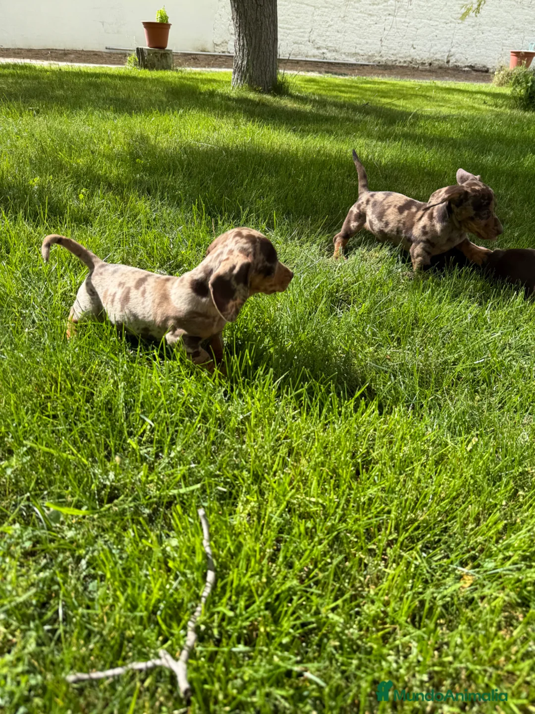 Teckel Miniatura perros en venta: CAMADA TECKEL ARLEQUÍN / CHOCOLATES  en Salamanca - Anuncio 10