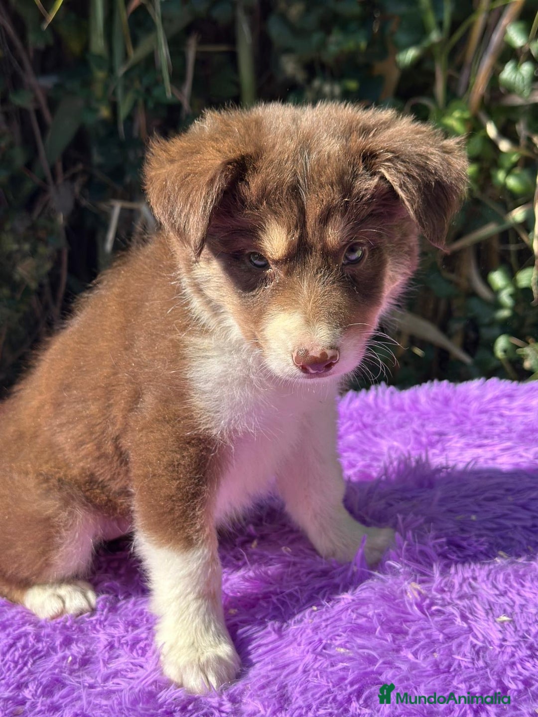 Border Collie perros en venta: Border collie tricolor  - Imagen 4