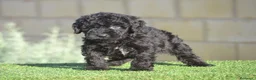 Perro de Agua Español perros en venta: PERRO DE AGUA  - Anuncio 22