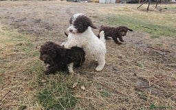 Perro de Agua Español perros en venta: Perros de aguas español  - Imagen 1