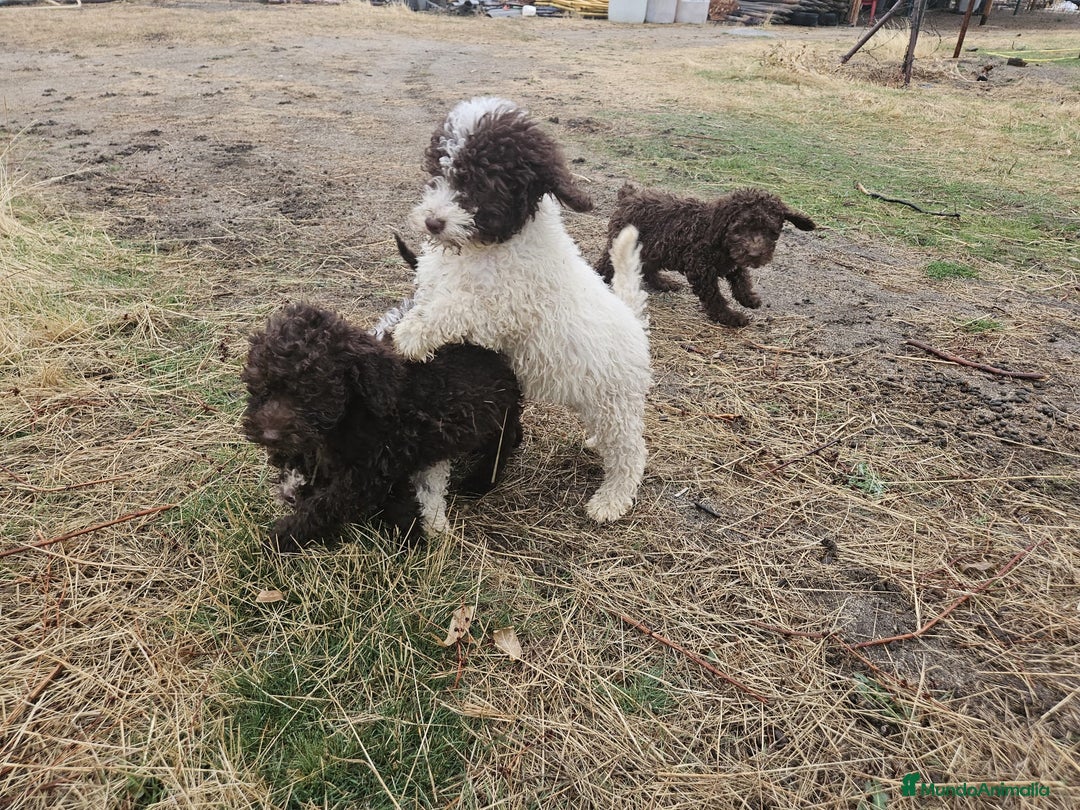 Perro de Agua Español perros en venta: Perros de aguas español  - Imagen 1