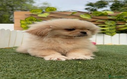 Pekinés perros en venta: PEKINES IMPERIAL - Imagen 21