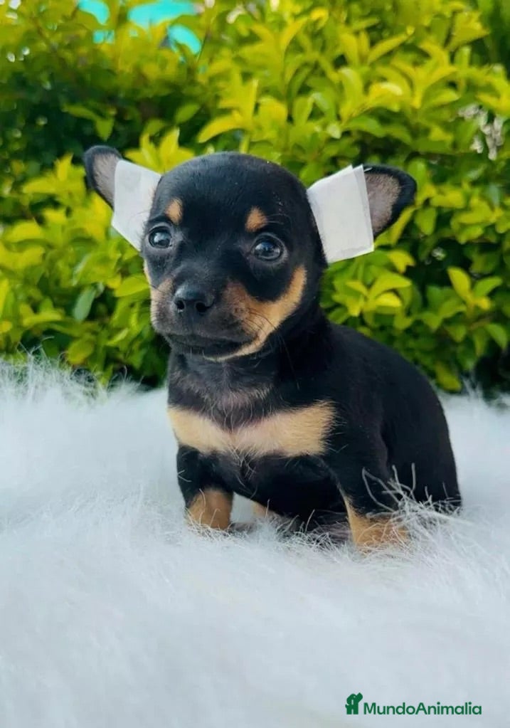 Pinscher Miniatura perros PINSCHER MINIATURA  - Anuncio 2