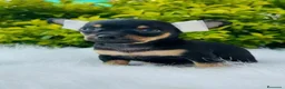 Pinscher Miniatura perros en venta: PINSCHER MINIATURA  - Anuncio 1