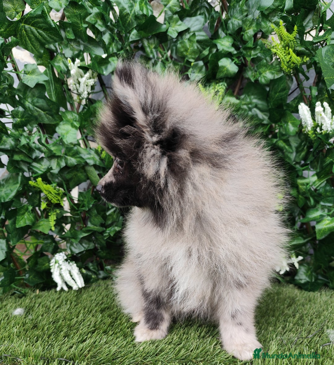 Pomsky perros en venta: Pomsky  - Anuncio 3