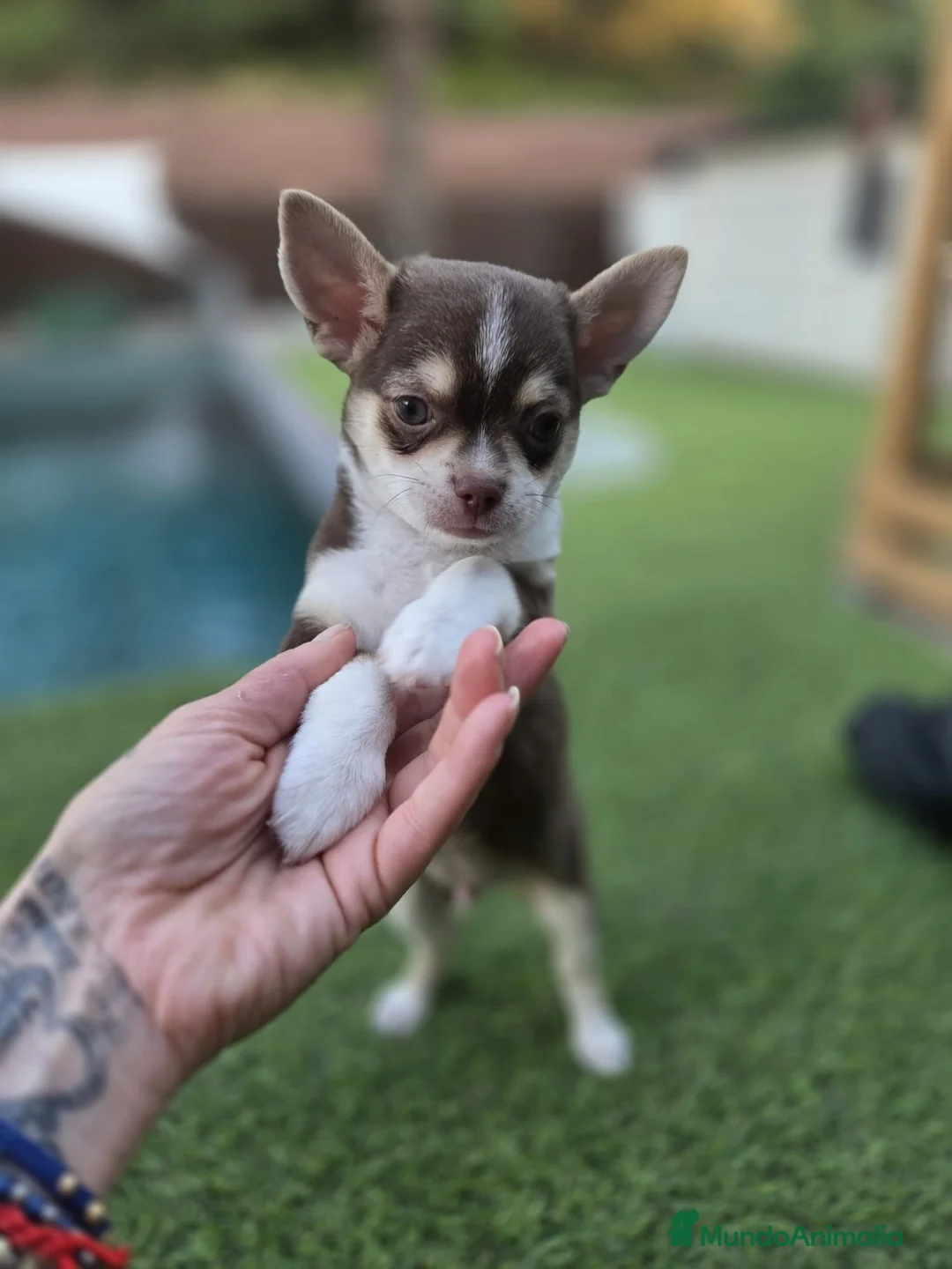 Chihuahua perros en venta: Chihuahua - Anuncio 2