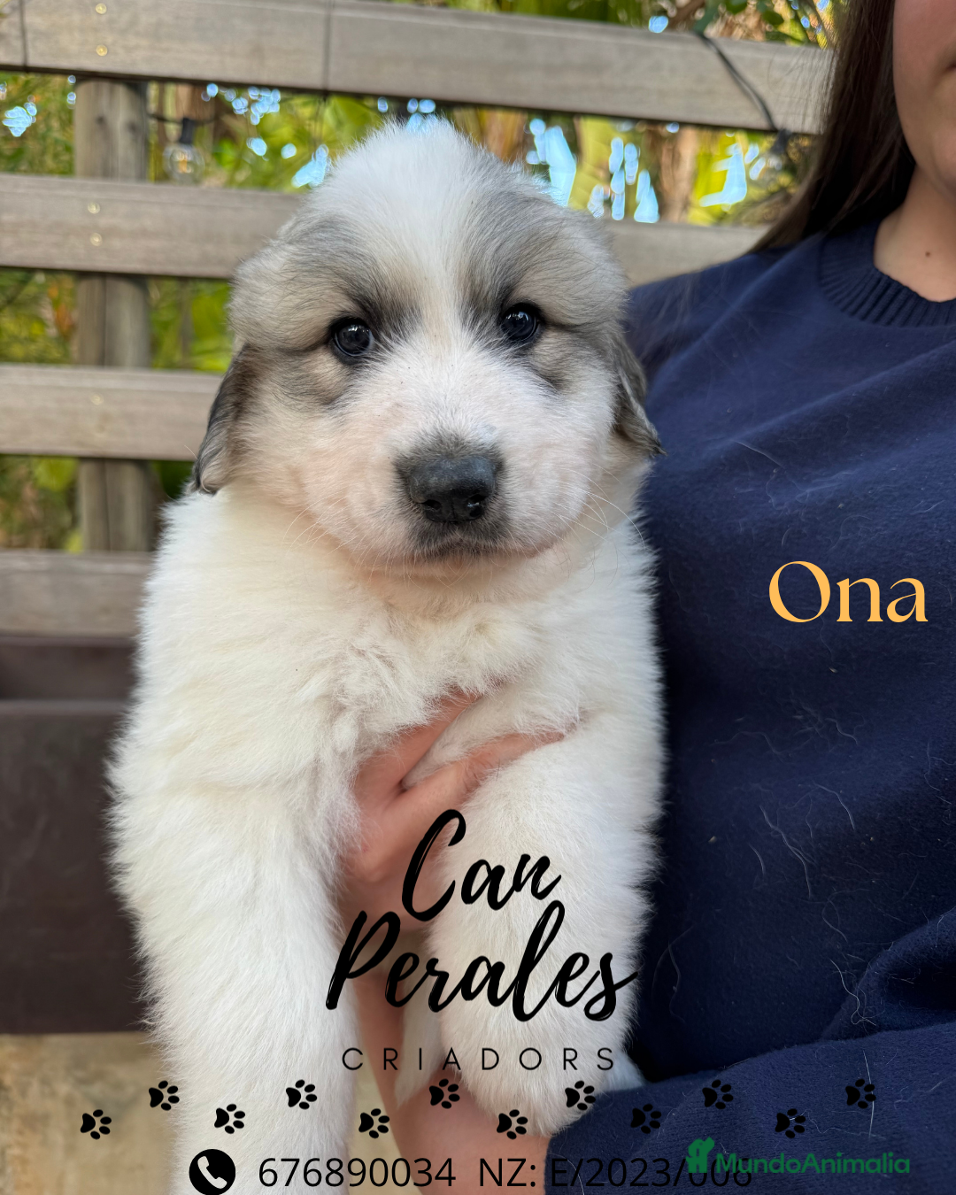 Perro de Montaña de los Pirineos perros PRECIOSOS CACHORROS DE LOS PIRINEOS - Anuncio 1