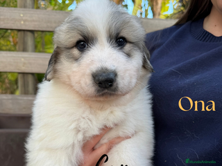 Perro de Montaña de los Pirineos perros PRECIOSOS CACHORROS DE LOS PIRINEOS - Anuncio 1