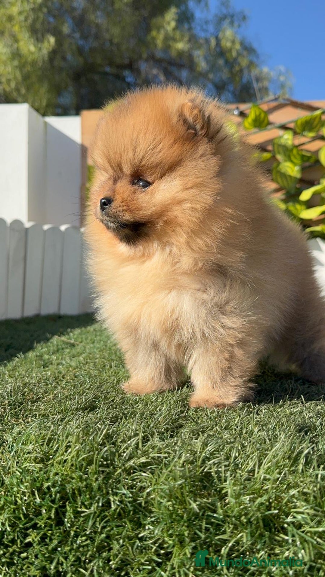 Pomerania perros en venta: POMERANIA HEMBRA CARA DE OSO - Anuncio 10