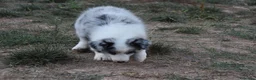 Border Collie perros en venta: Cachorro de Border Collie disponibles - Anuncio 10