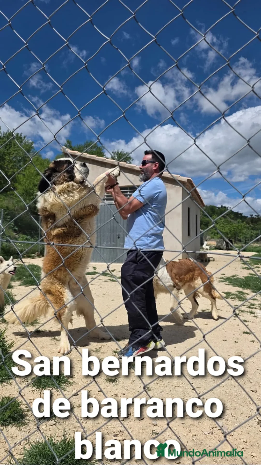 San Bernardo perros en venta: San bernardo con pedigree - Anuncio 3