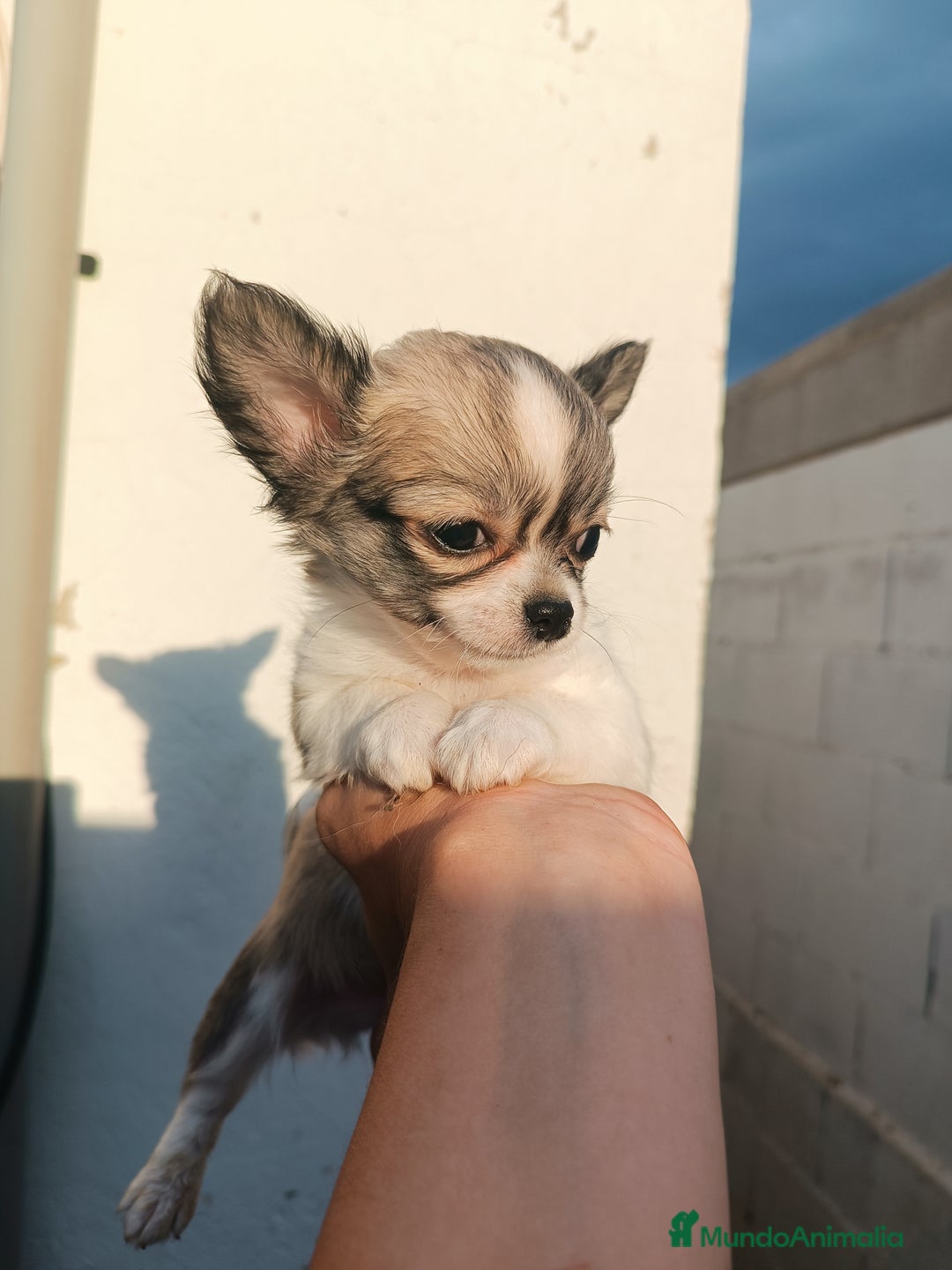 Chihuahua perros en venta: Chihuahuas - Imagen 16