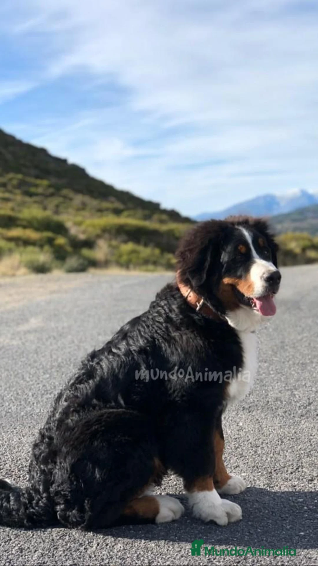 Imagen de galería {{count}}