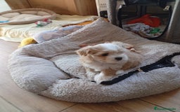 Raza Mixta perros en venta: Bichón habanero bichón maltes toys - Imagen 5