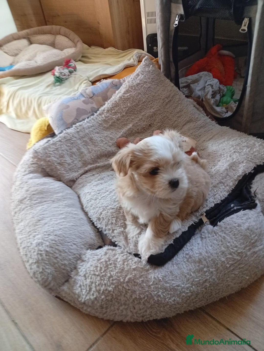 Raza Mixta perros en venta: Bichón habanero bichón maltes toys - Imagen 5
