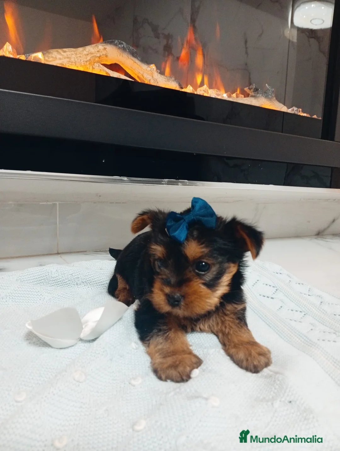 Yorkshire Terrier perros en venta: Yorkshire terrier Toy Machos precioso - Anuncio 2