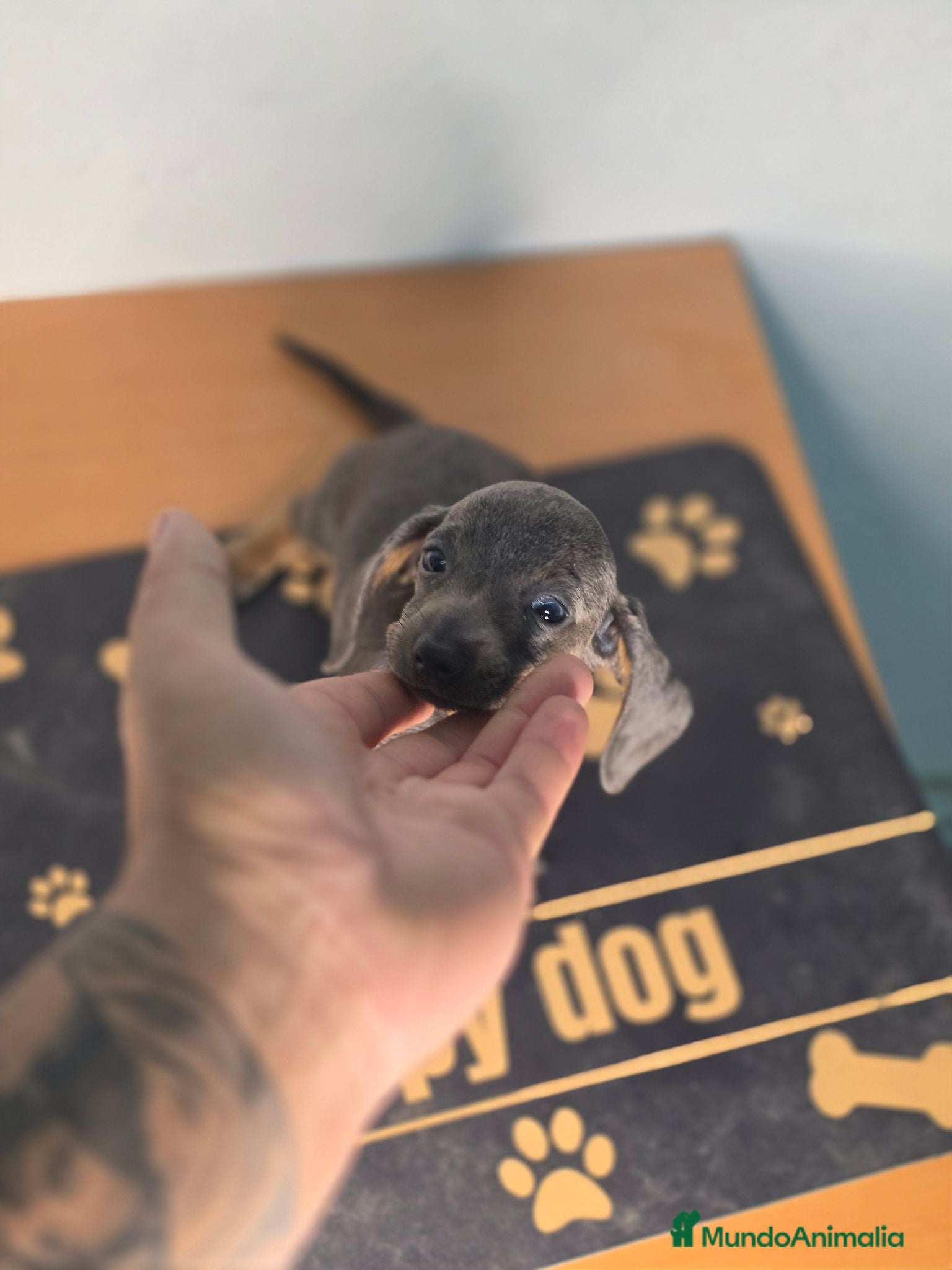 Teckel Miniatura perros Teckel blue  - Anuncio 1